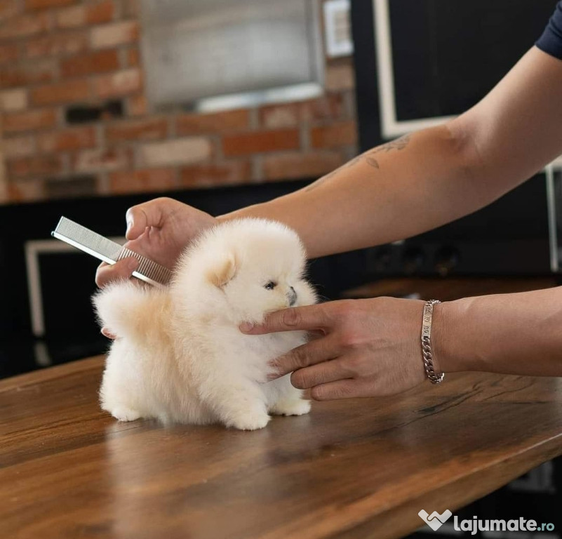 Pomeranian mini boo