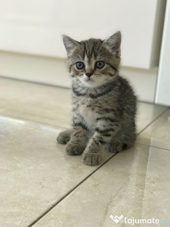 British shorthair puiuți