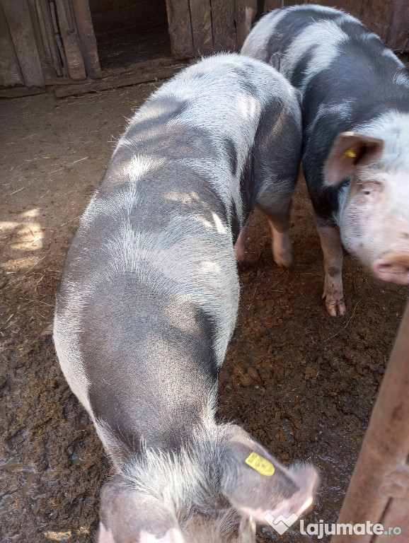 Porc de carne de vânzare