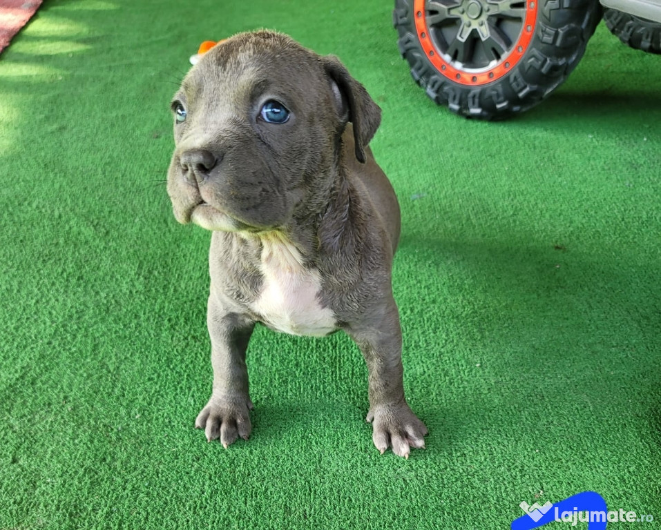 Căței American Bully talie XL