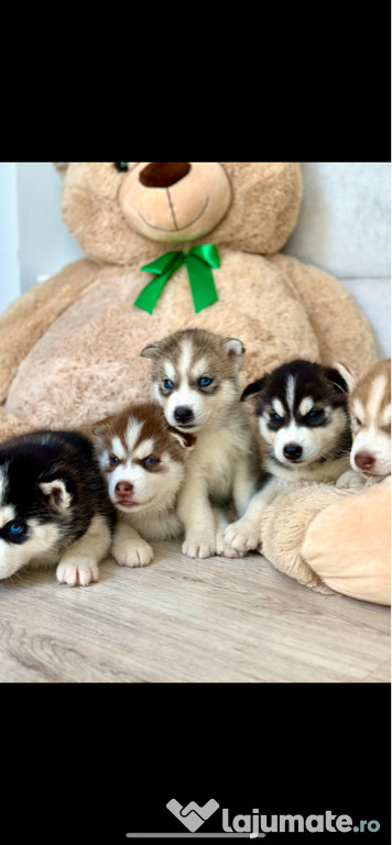 Husky Siberian Puiuți