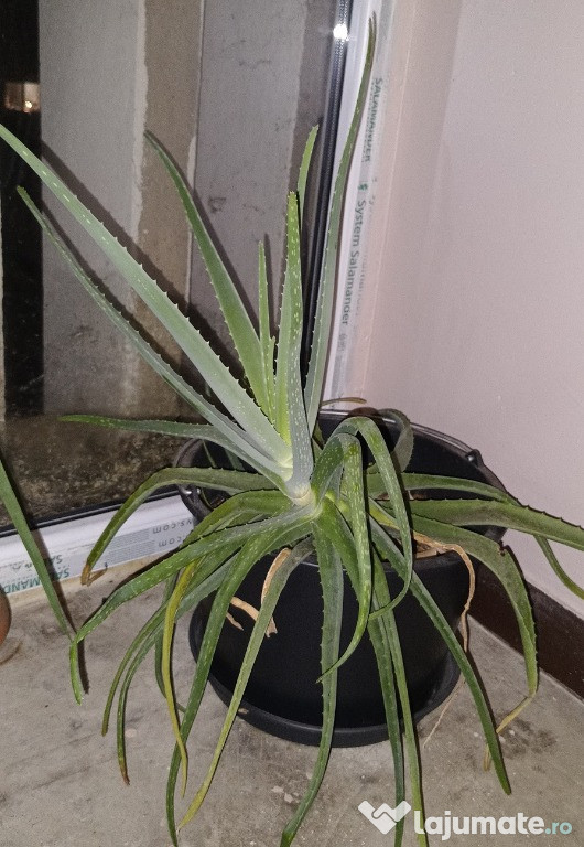 Aloe vera de 5 ani, soiul comestibil.