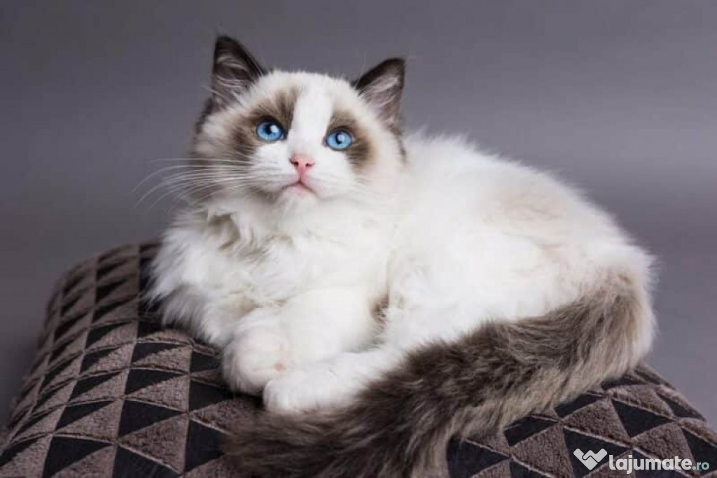 Motănel Ragdoll babydoll face