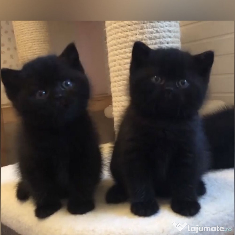 British shorthair black