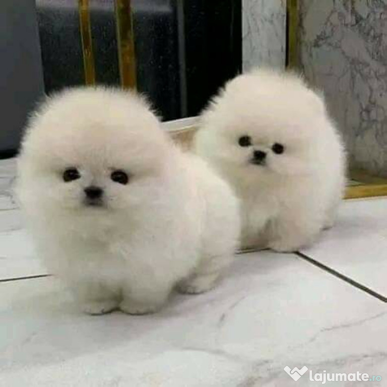 Pomeranian mini ursuleț Teeacup