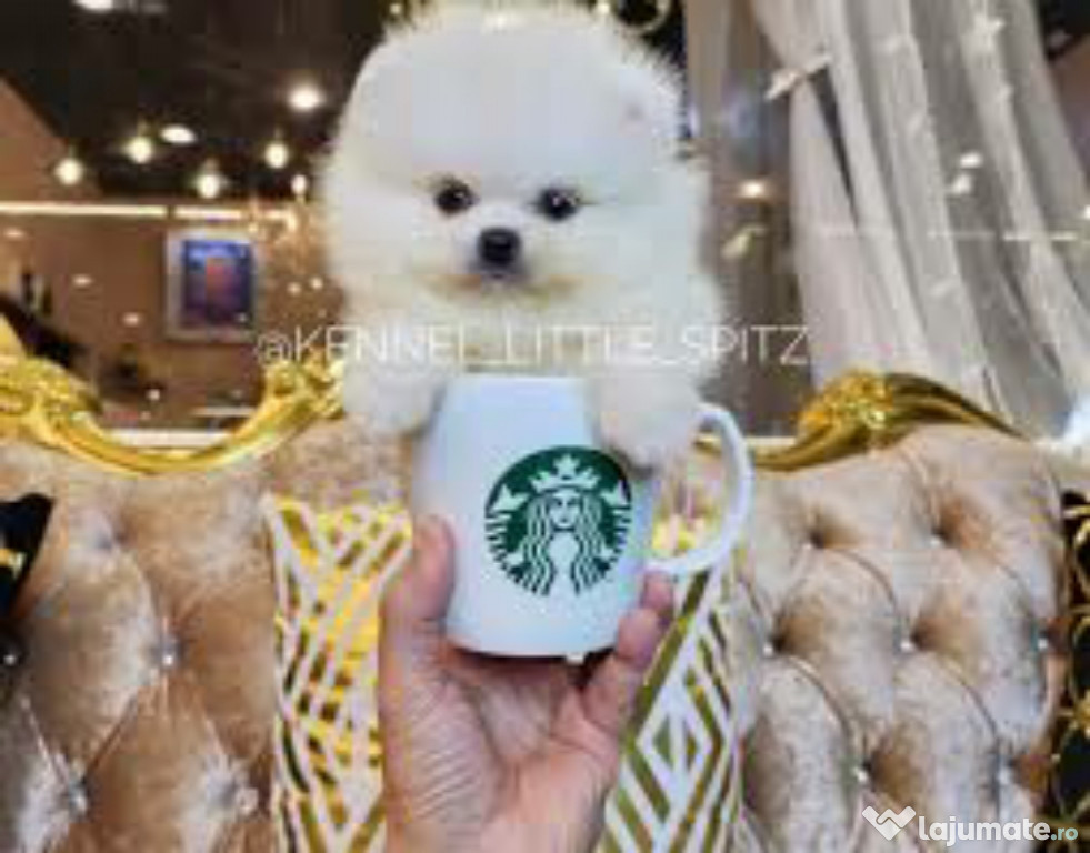 Pomeranian super teeacup