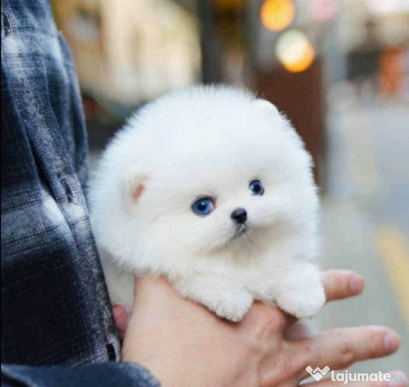 Pomeranian mini boo