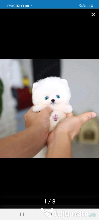 Pomeranian teeacup mini toy