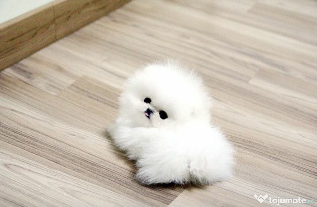 Pomeranian Puppyas modelul adorabil ursulet