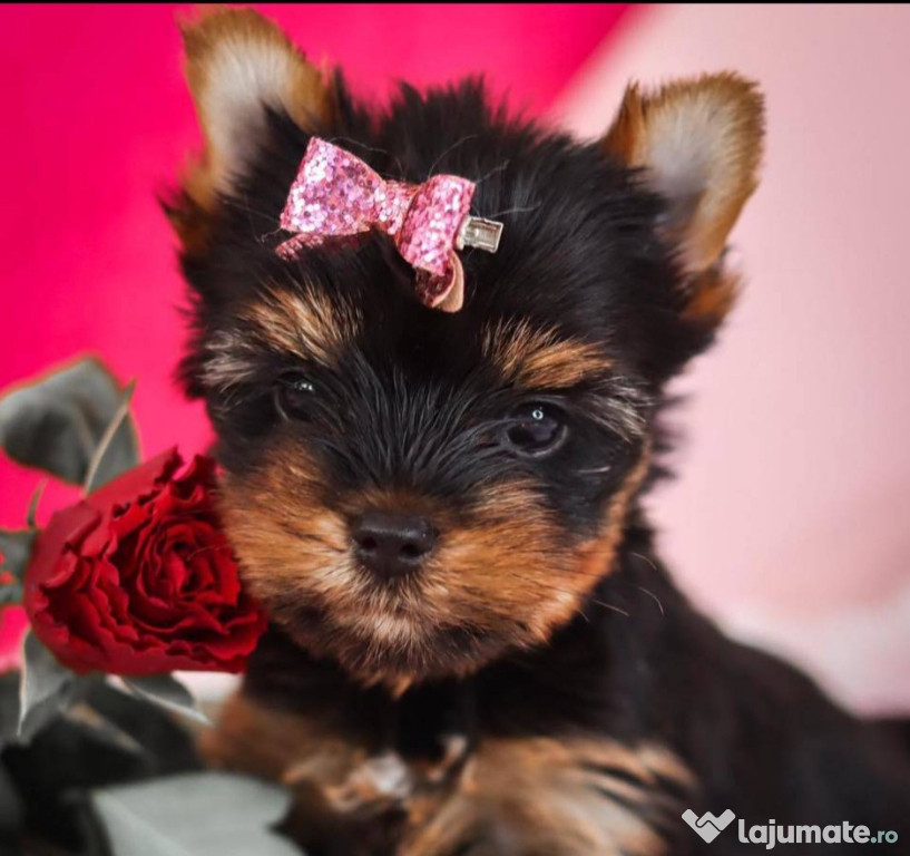 Pui Yorkshire Terrier mini toy