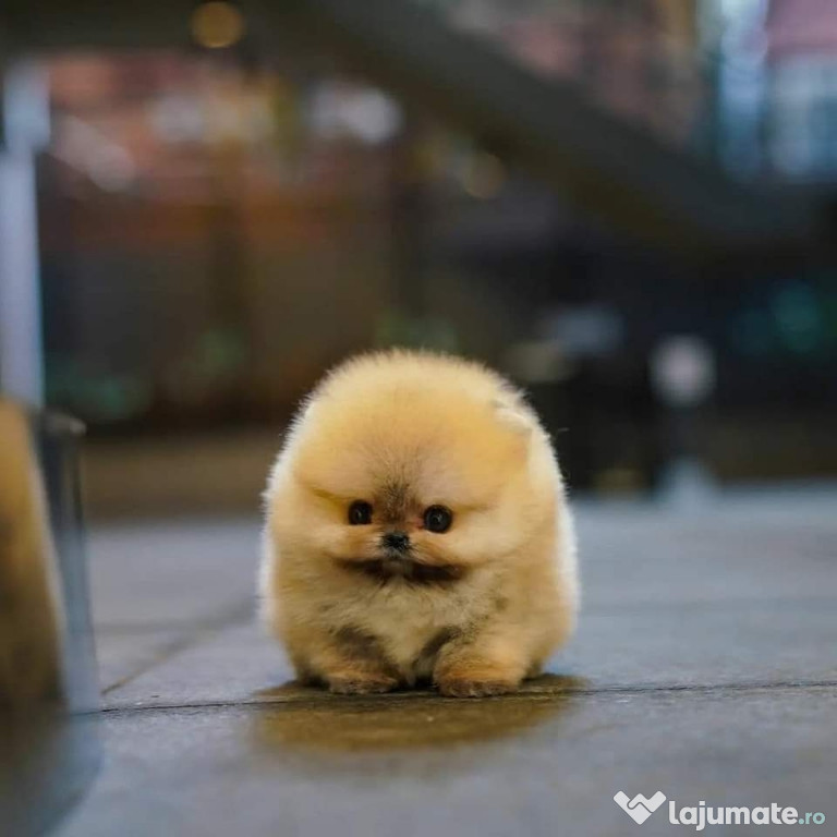 Pomeranian boo mini