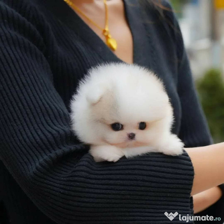 Pomeranian puppy teeacup mini boo talie mica