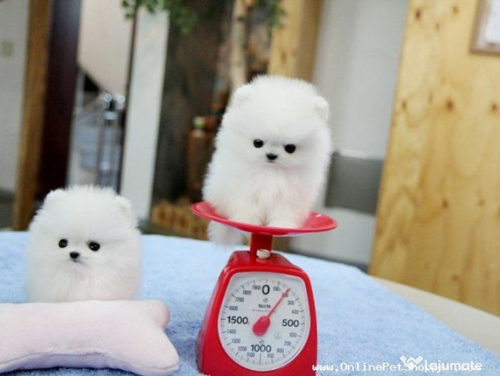 Pomeranian boo mini toy