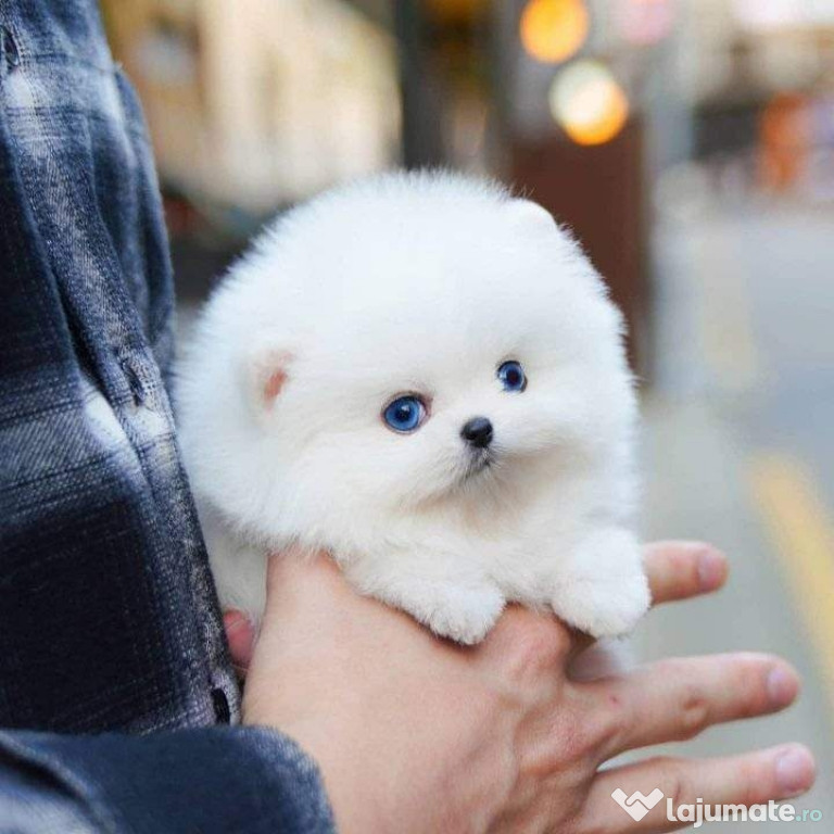 Pomeranian mini boo cel mai frumos cadou