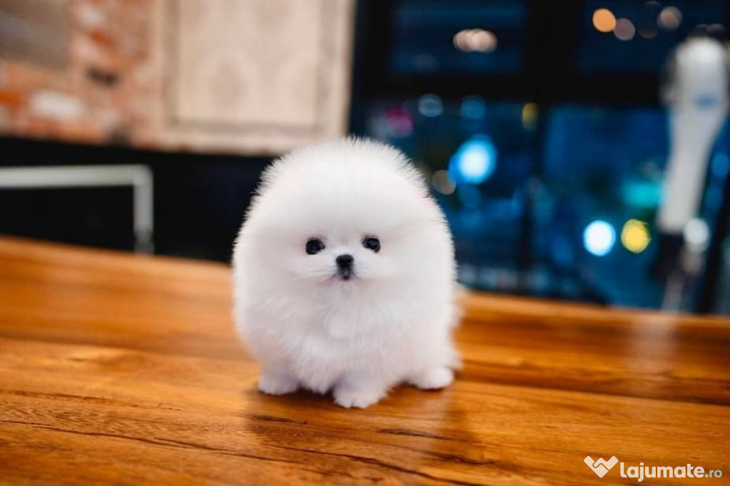 Pomeranian puppy teeacup mini