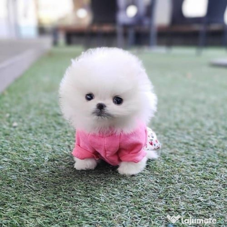 Pomeranian mini toy exemplare superbe