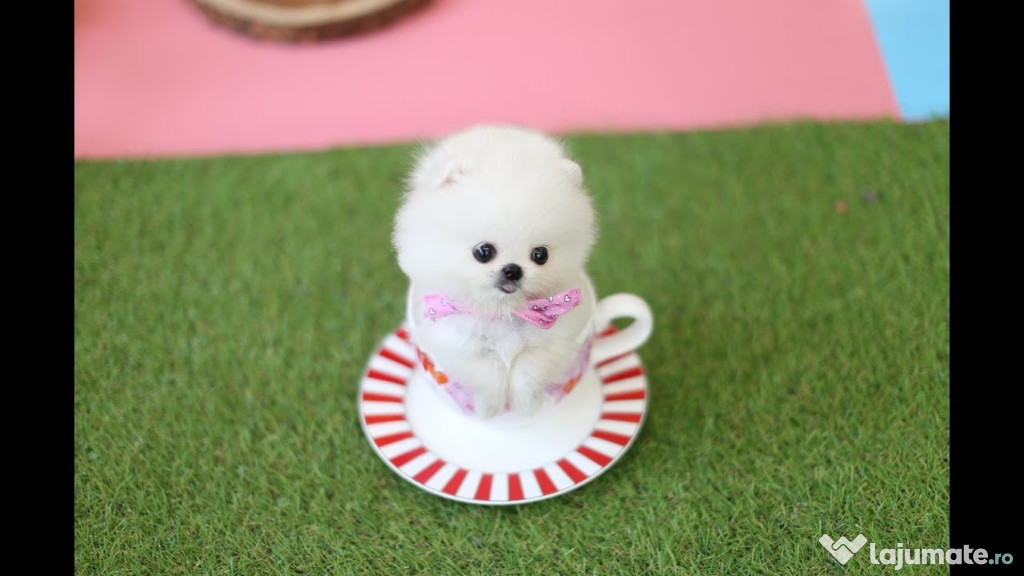 Pomeranian talie foarte mica toy