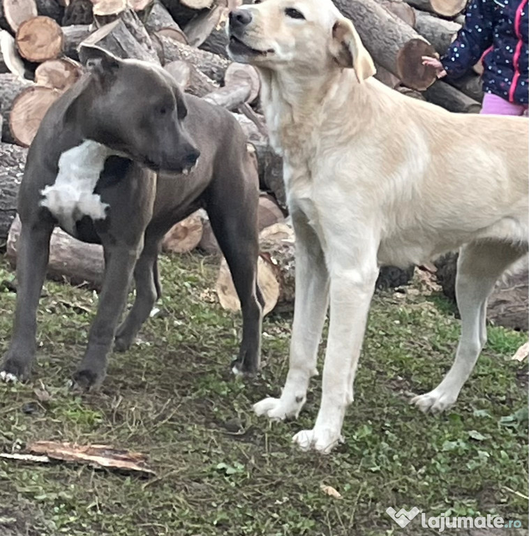 Adopție femela metis labrador și femelă amstaff