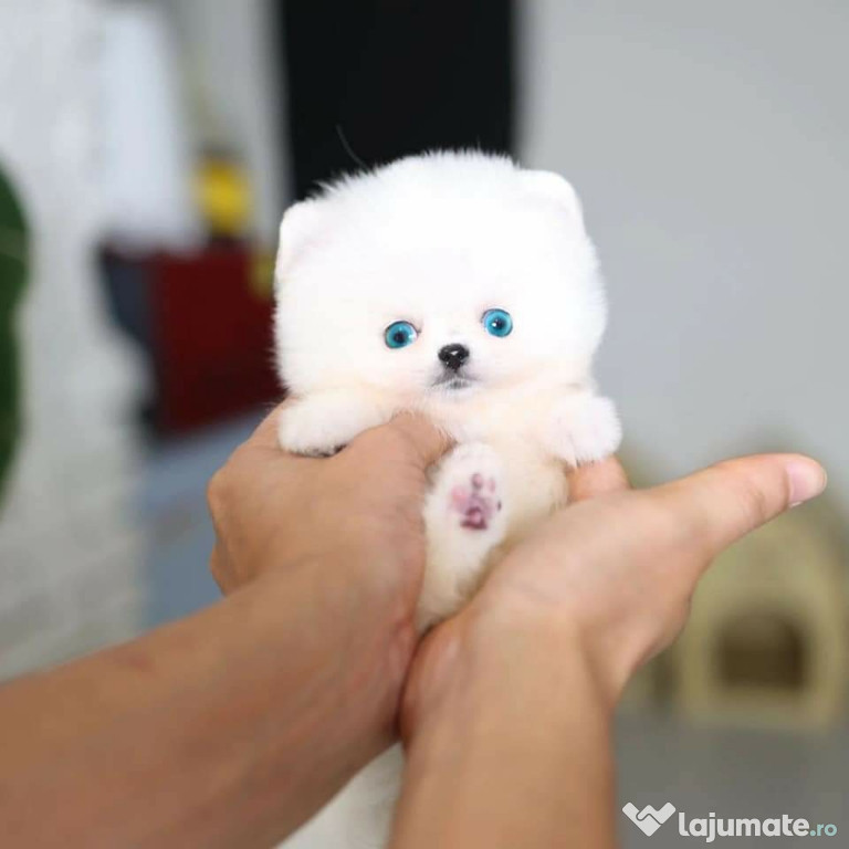 Cadoul ideal de mos Pomeranian Mino boo