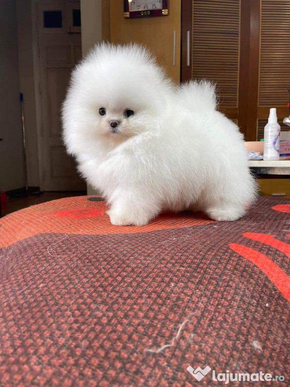 Pomeranian Mini Toy