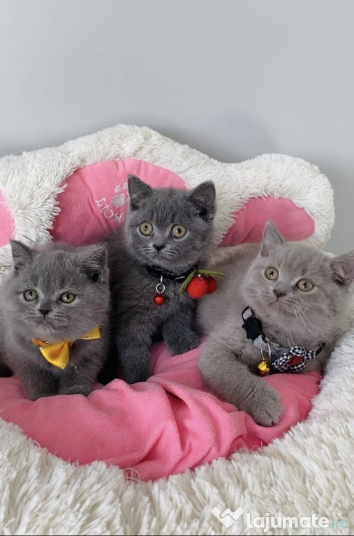 British shorthair pisoiași superbi