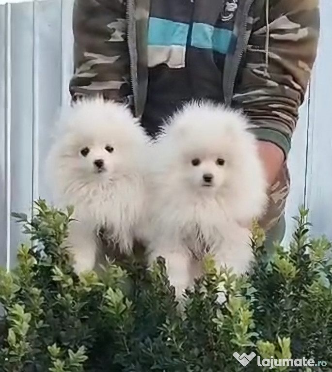 Pomeranian cu pedigree FCI