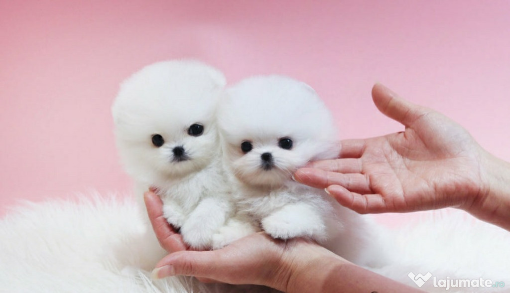 Pomeranian puppy asigur transport