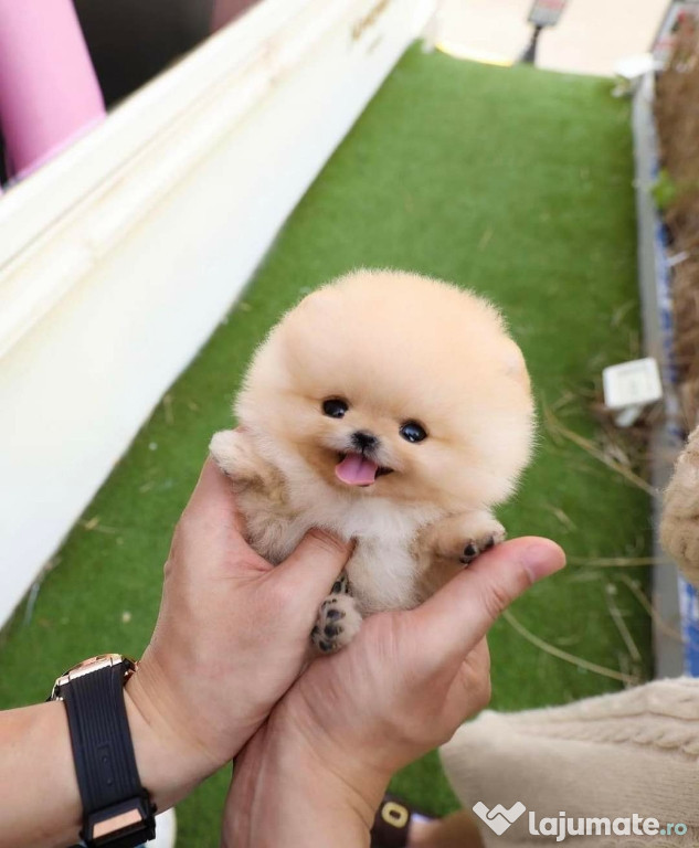 Pomeranian Boo mini de buzunar