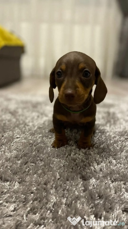 Teckel Dacshund Șoricar Șorecar Cânacior Sausage Dog