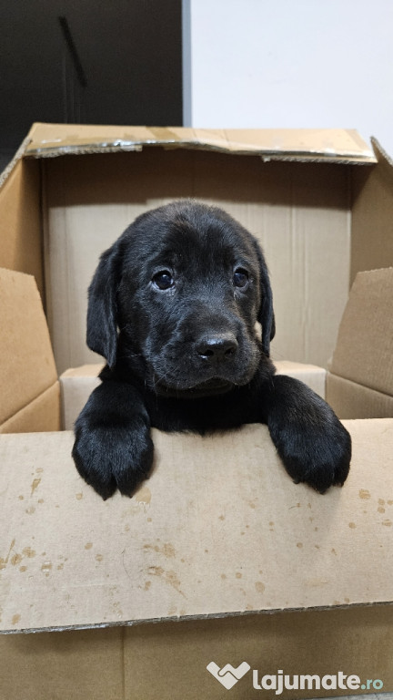 Labrador golden și negru