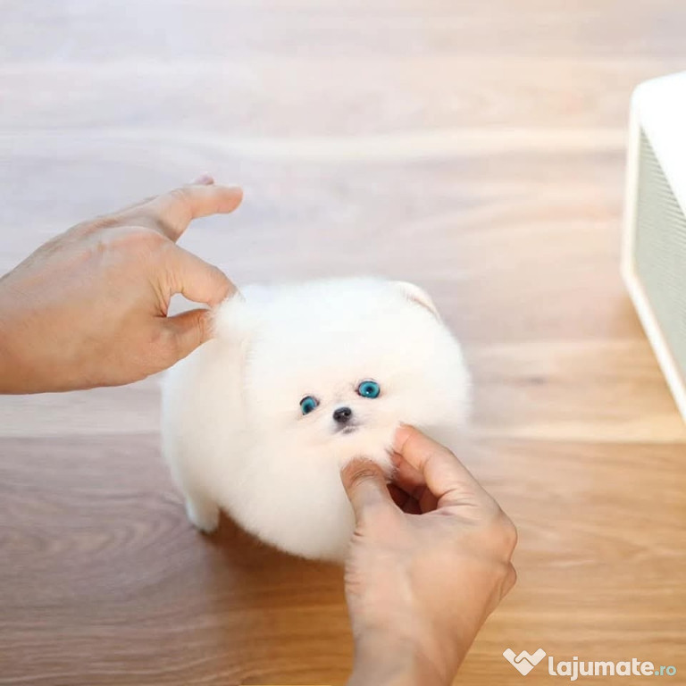 Pomeranian boo jucărie cu viata