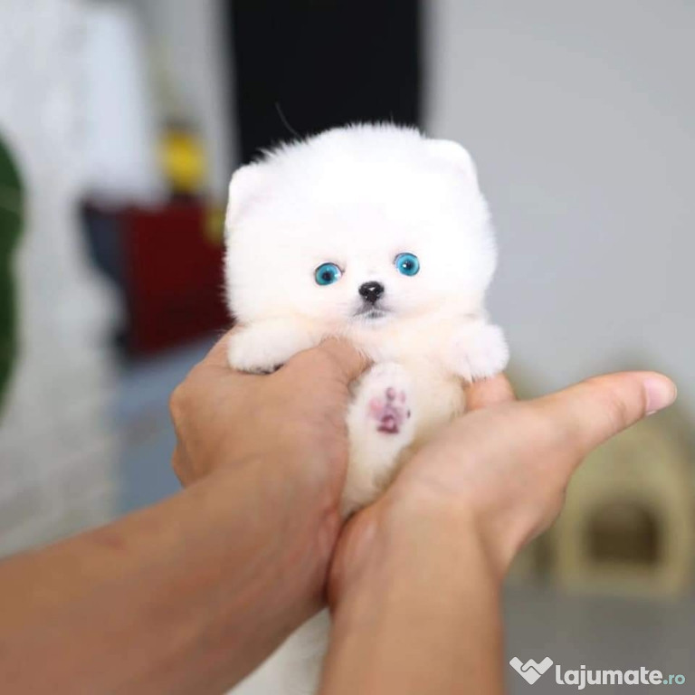 Pomeranian jucărie cu suflet boo