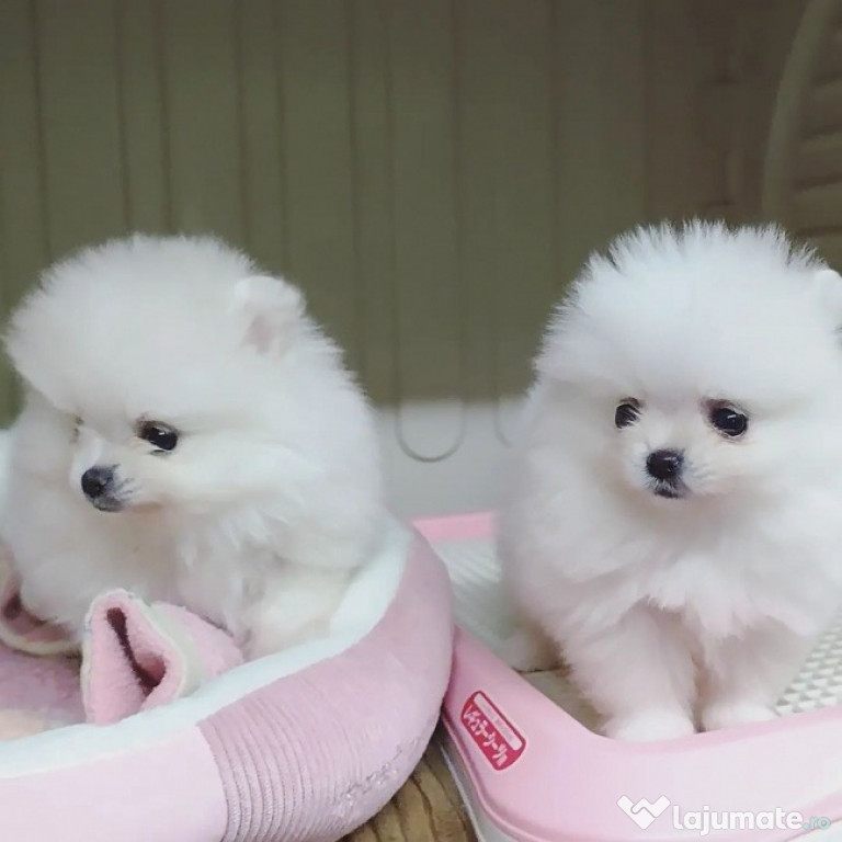 Pomeranian mini toy