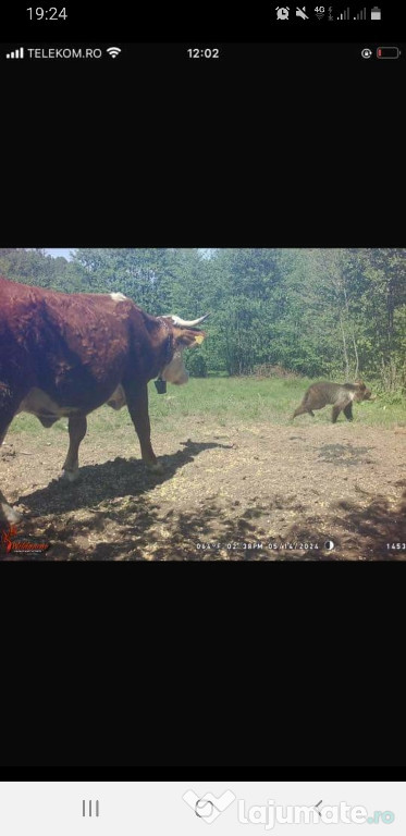 Carne vițel, vitei și mânzat pentru sărbători