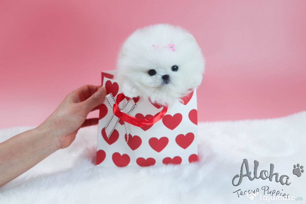 Pomeranian mini boo exemple superbe