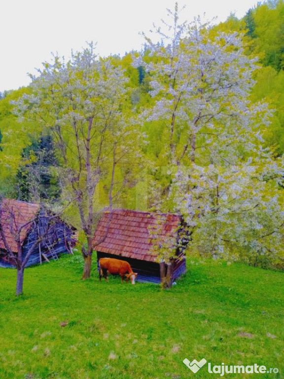 Teren intravilan agricol in Bran - Brasov