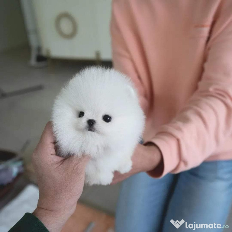 Pomeranian mini teacup