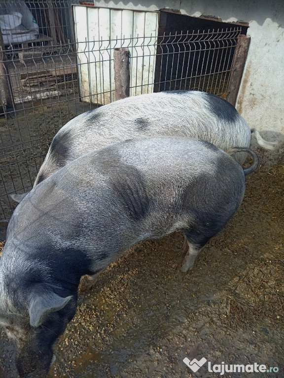 Porci de vânzare și purcei pentru crescut