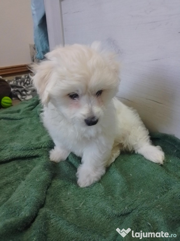 Cățeluș bichon maltese tel 0784538319