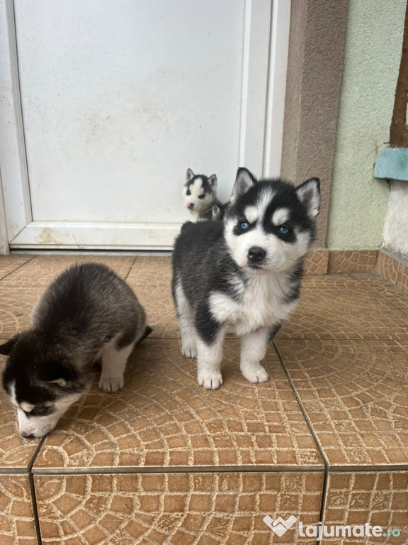 Catei Husky Siberian