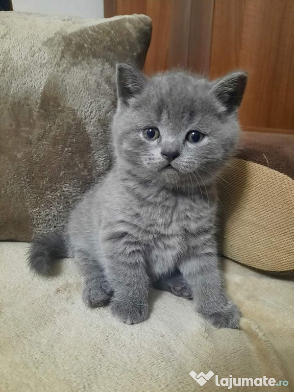 British shorthair blue