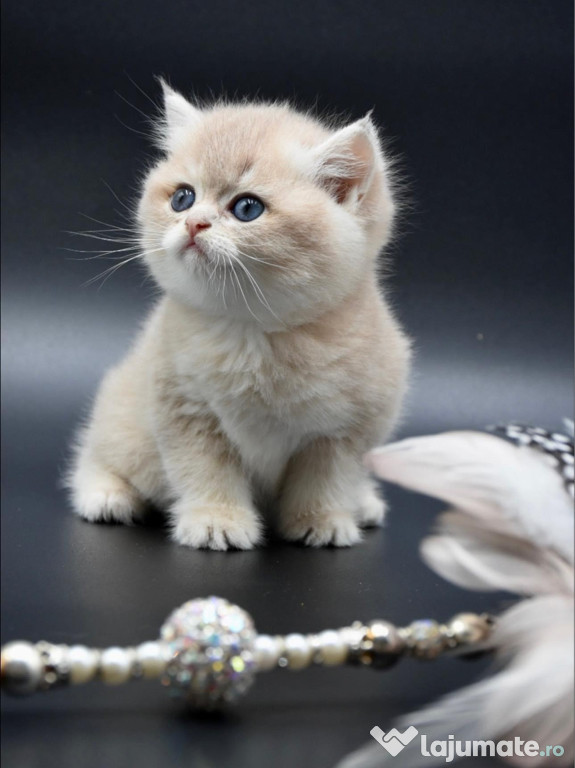 British shorthair crem