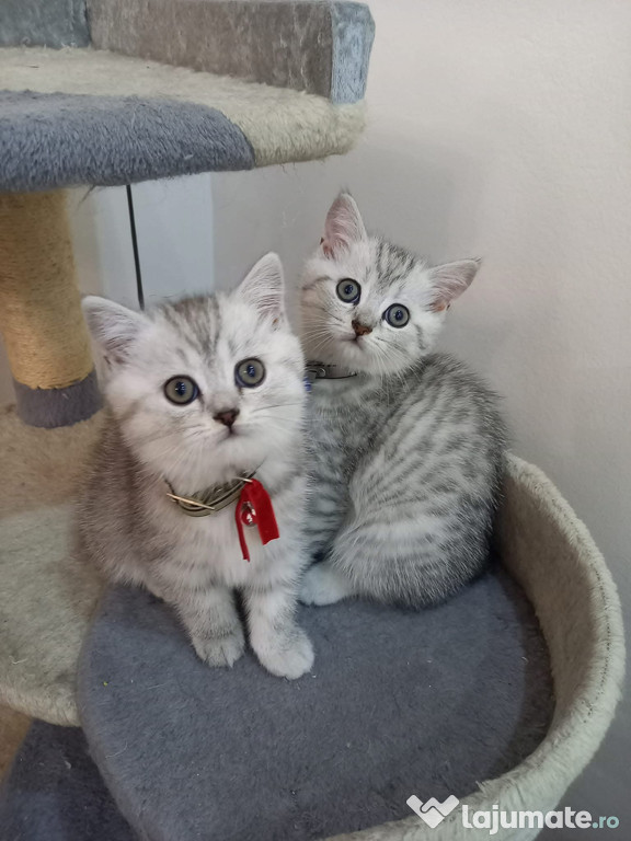 British shorthair chinchilla