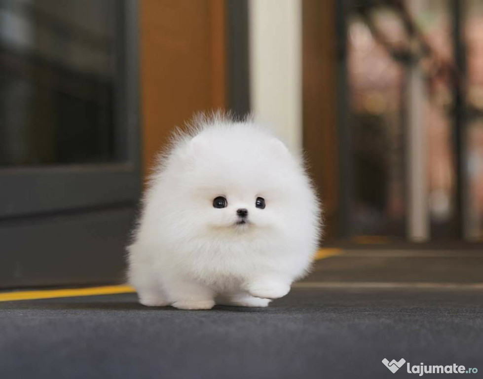 Pomeranian mini boo asigur transport oriunde