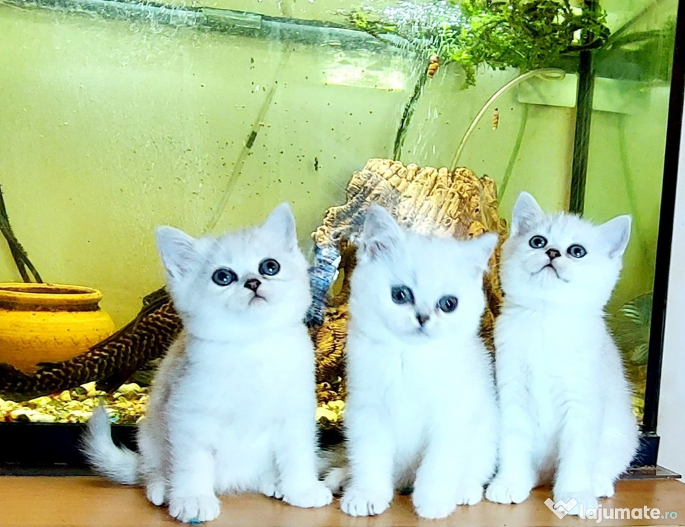 British shorthair puișori superbi