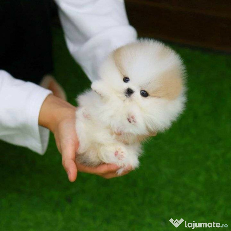 Pomeranian mini boo teeacup Talie foarte mica