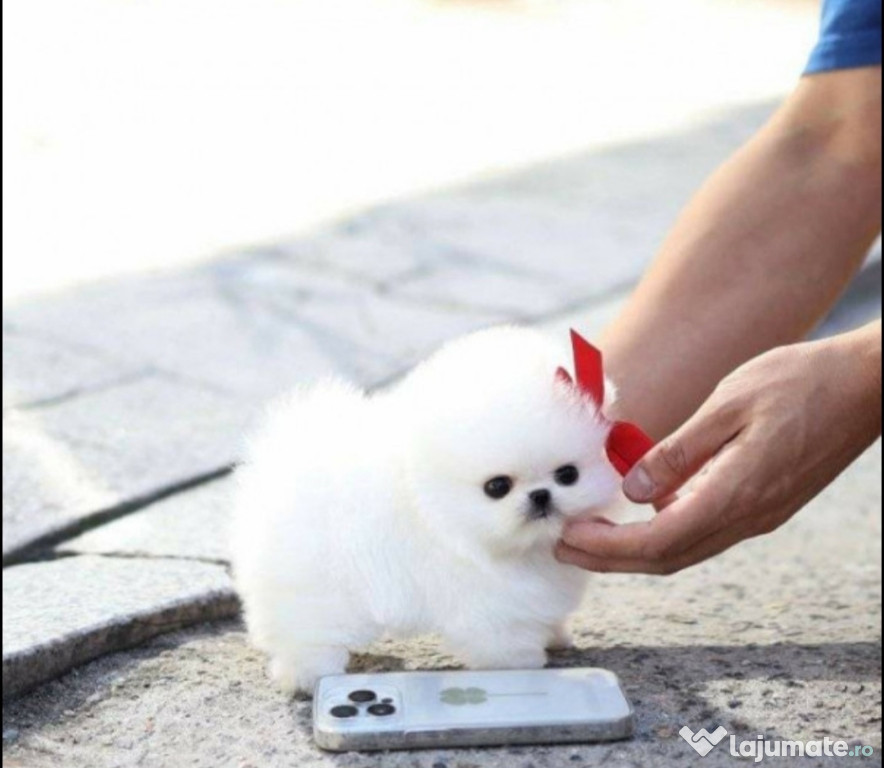 Pomeranian boo teacup