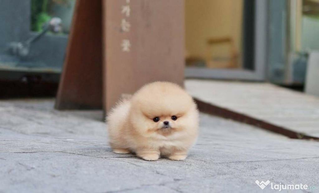 Pomeranian mini boo exemple superbe