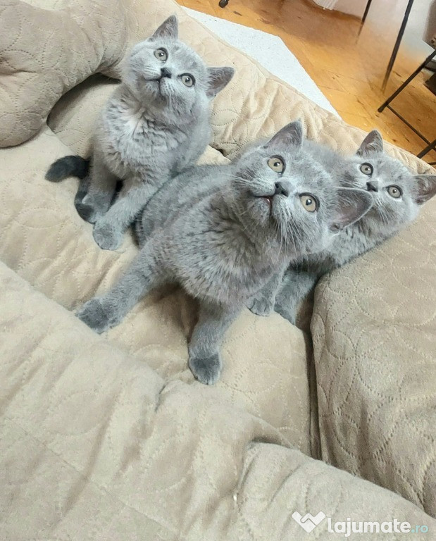 BRITISH SHORTHAIR