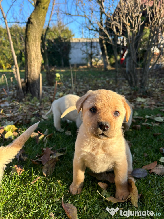 Pui Labrador Retriever